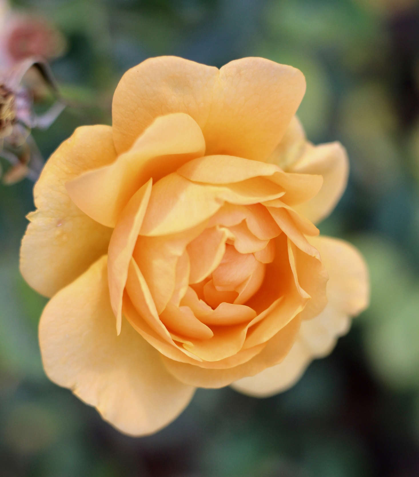 Hardy to USDA Zone 4, ‘Julia Child’ blooms for months, can be pot-grown, and holds well in the vase.