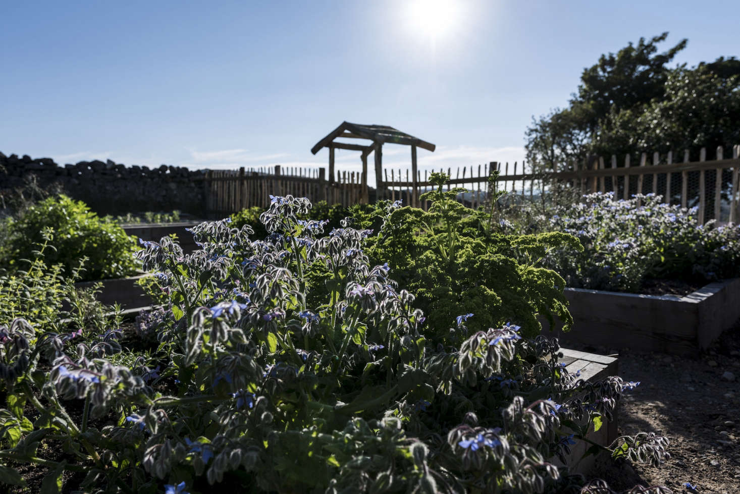 Self-seeding borage grows in abundance in the vegetable garden.
