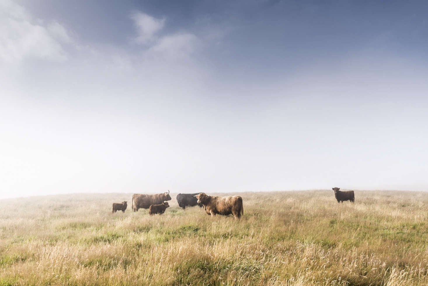 Highland cattle have plenty of pasture land on the 4,000-acre estate.