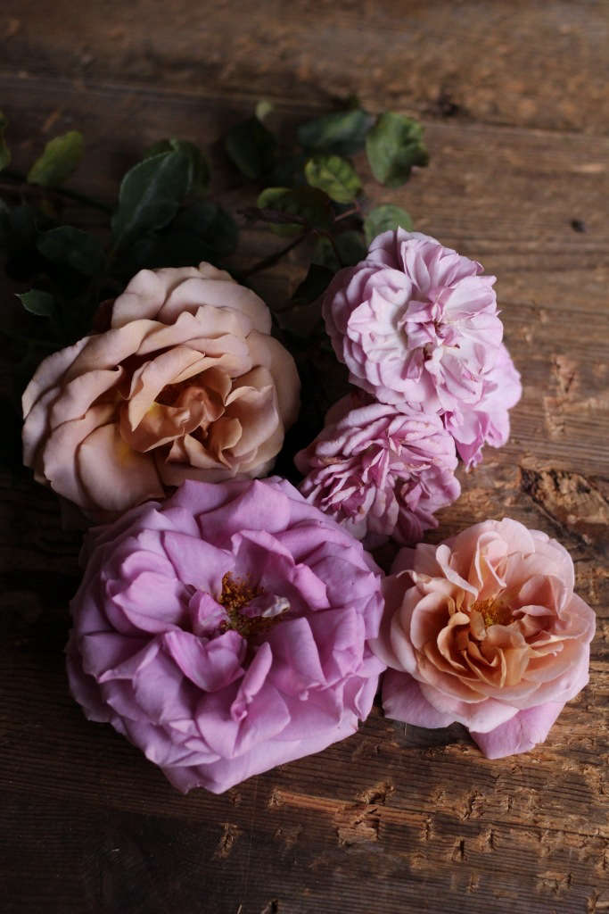 Expert Advice 8 Best Garden Roses for Cutting, from a Boutique Grower