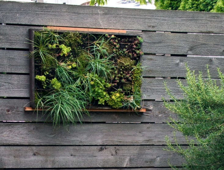 A vertical garden of succulents creates a focal point on a fence or facade without requiring more than a few inches of depth.