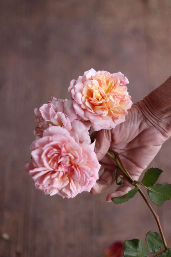 Expert Advice 8 Best Garden Roses for Cutting, from a Boutique Grower