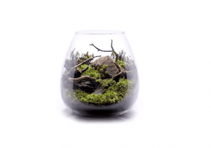 Photograph via Kokerium. A round Kokelium Kit is ¥3,480 (about \$30.87 US) and comes with two varieites of moss.