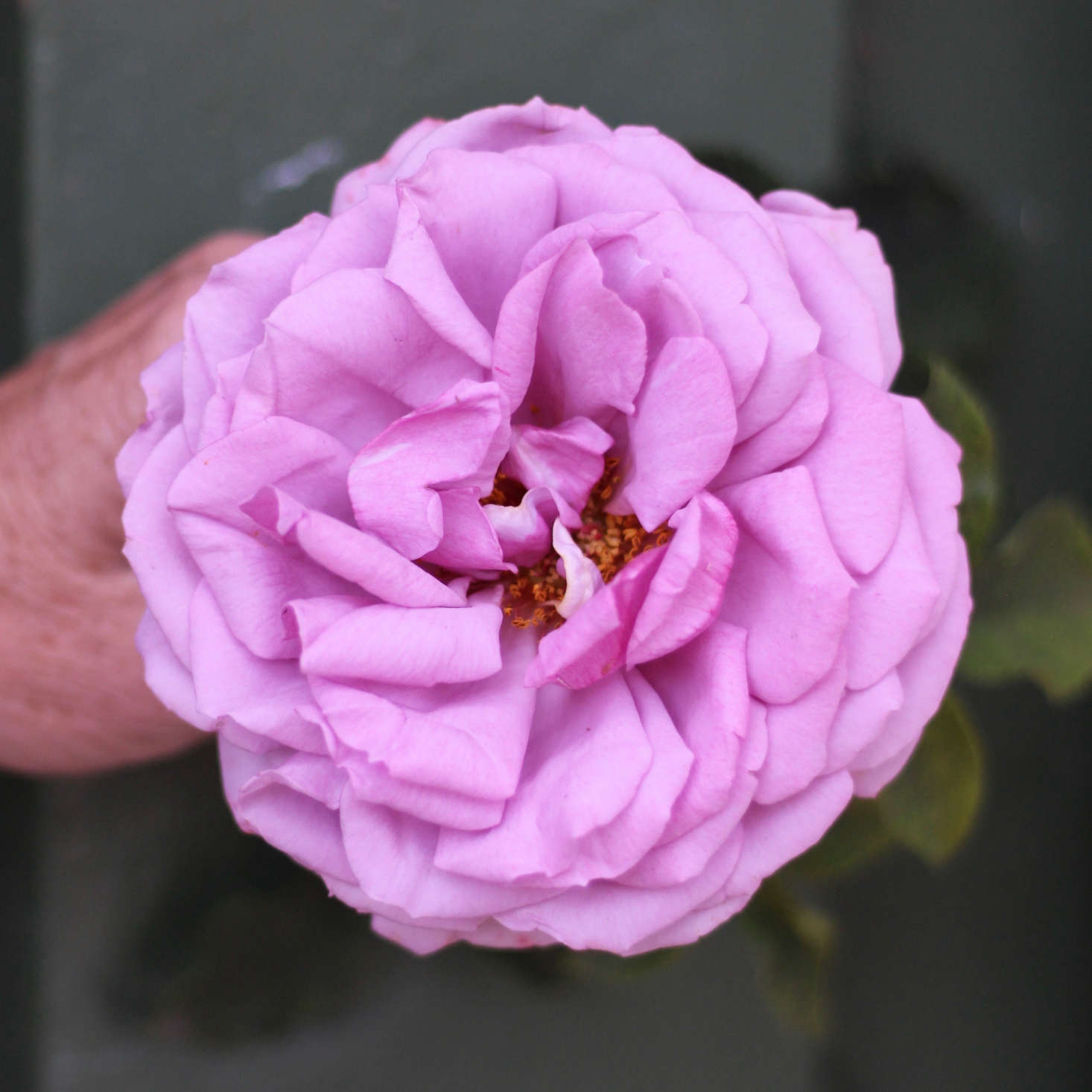 The fading glory of the lavender rose 