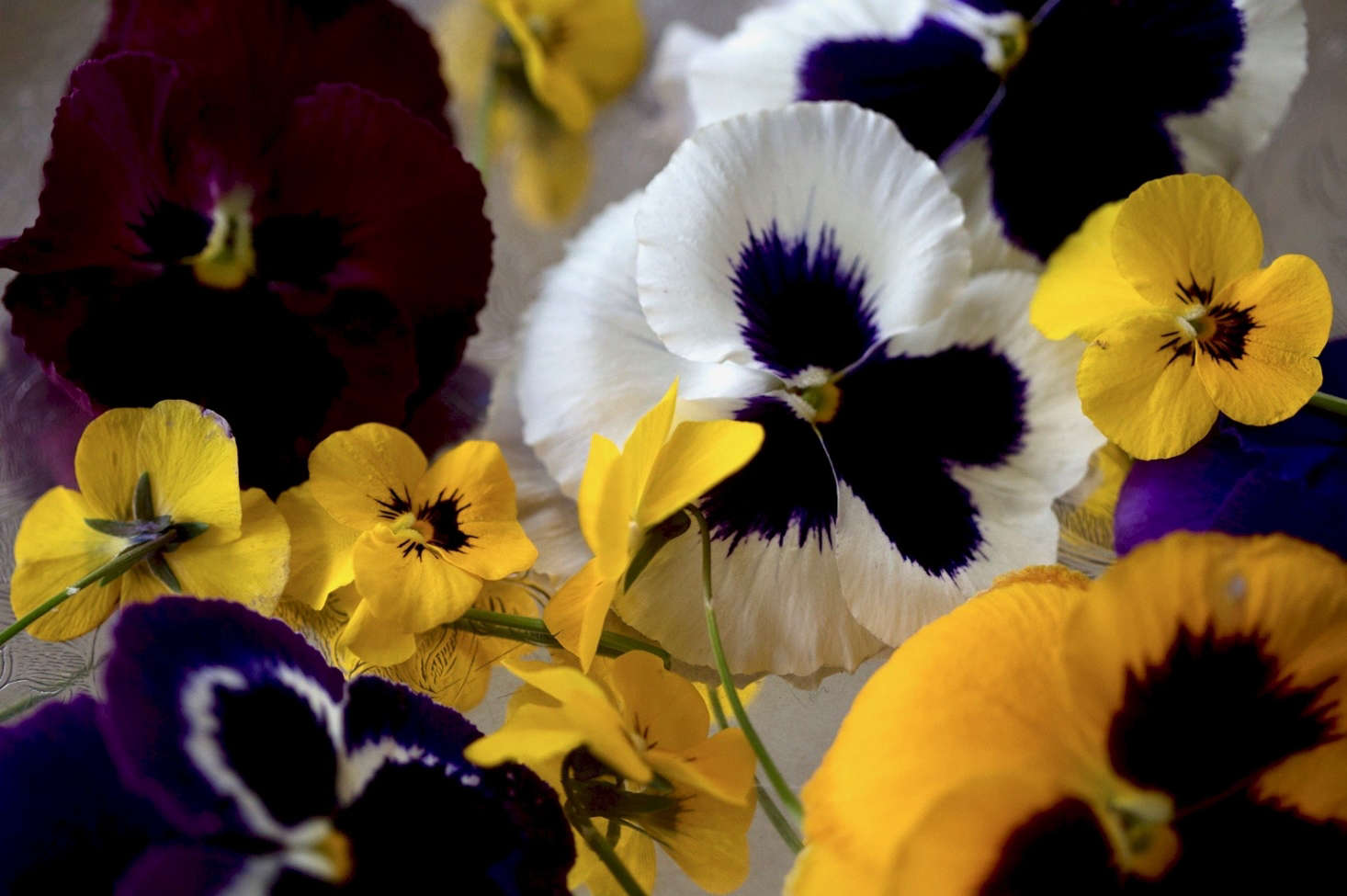 The delicate petals of pansies can be damaged by splashing mud.