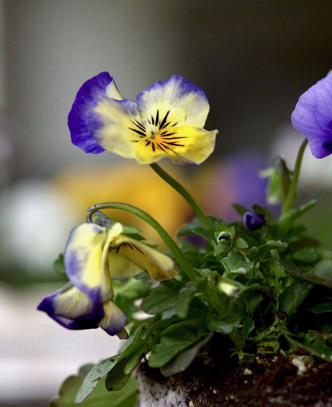These petals often have diverse markings that can include “whiskers,” so the flowers often look like cheery faces in the winter gloom; the biennial ‘Cats’ series have very defined whiskers.