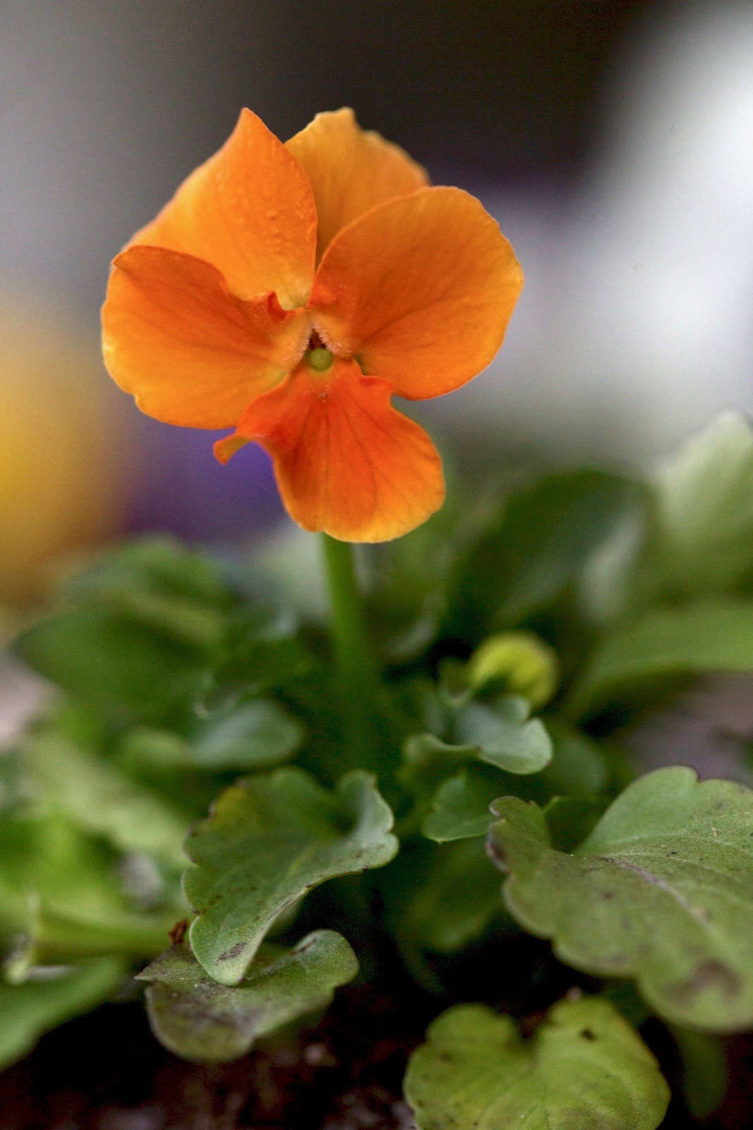 The white, yellow, and paler blue flowers are better suited to shady areas than the moody deep reds and purples.
