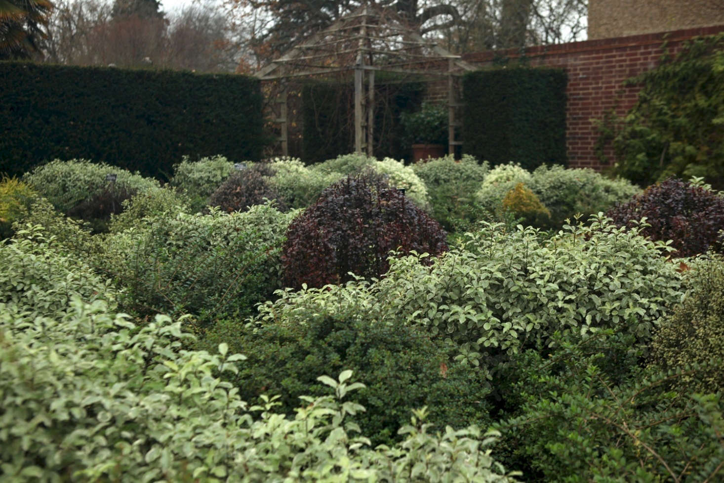 Above: Pale Pittosporum 