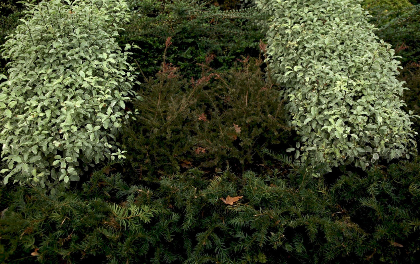 Above: Podocarpus 