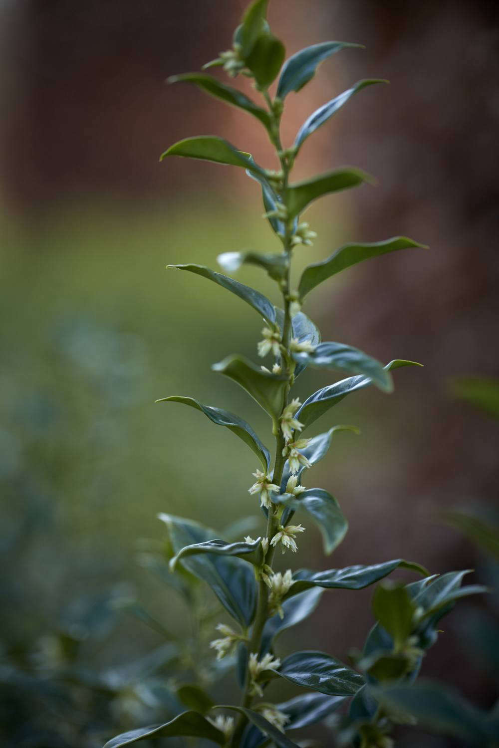 Fresh evergreens that are long-lasting in a vase.