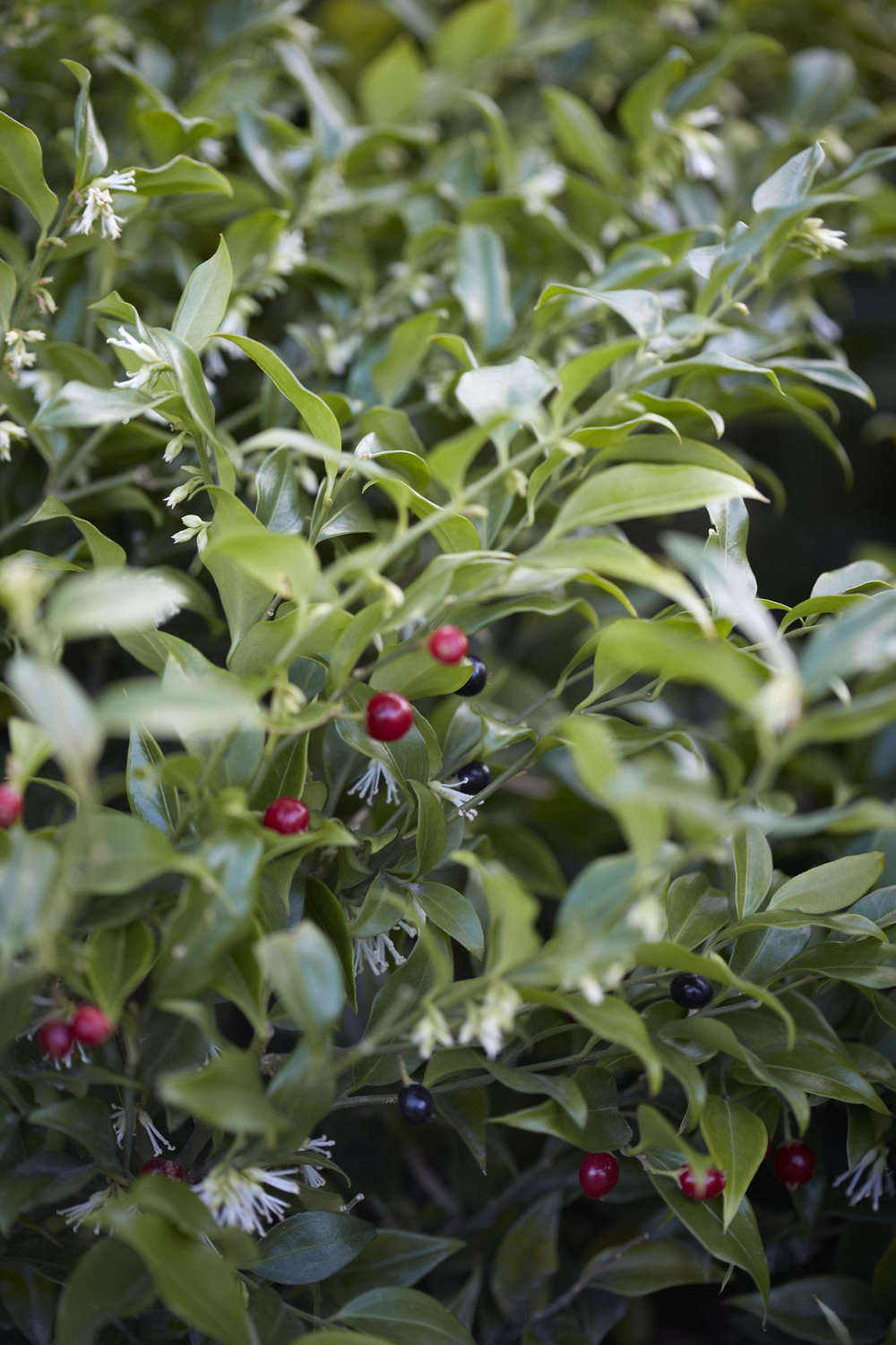 Sarcococca ruscifolia var. chinensis is a favorite with flower arrangers, with its notably long vase life.