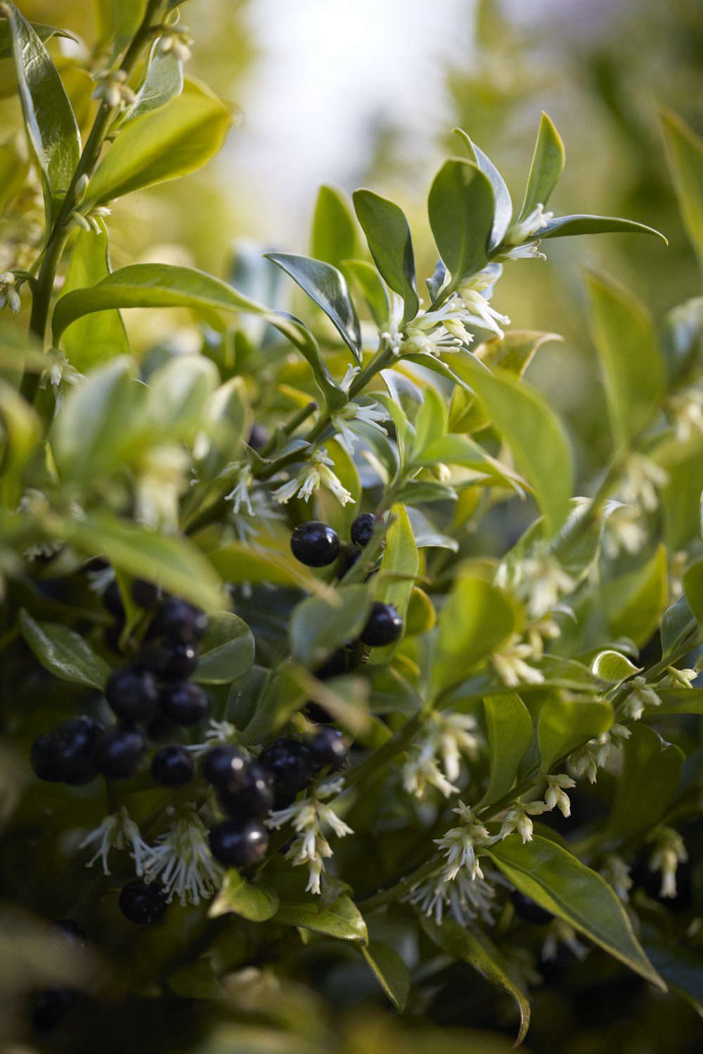 Creamy-white flowers and long lasting berries of Sarcococca confusa.