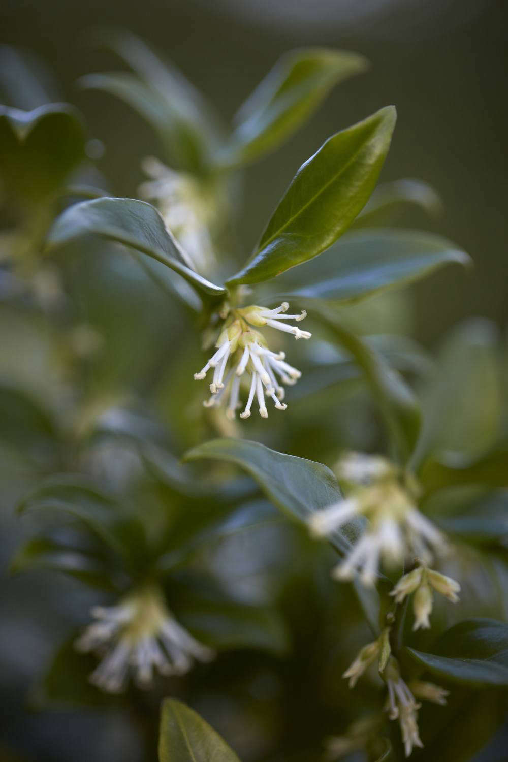 Small yet powerfully fragrant, the flowers of sweet box.