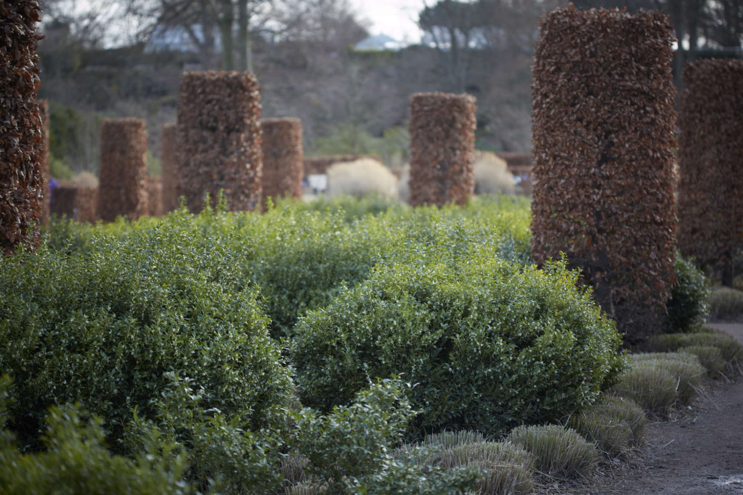 Free-ranging sarcococca breaks up the matrix of clipped beech columns and miscanthus in the Tom Stuart-Smith designed garden at RHS Wisley in Surrey.
