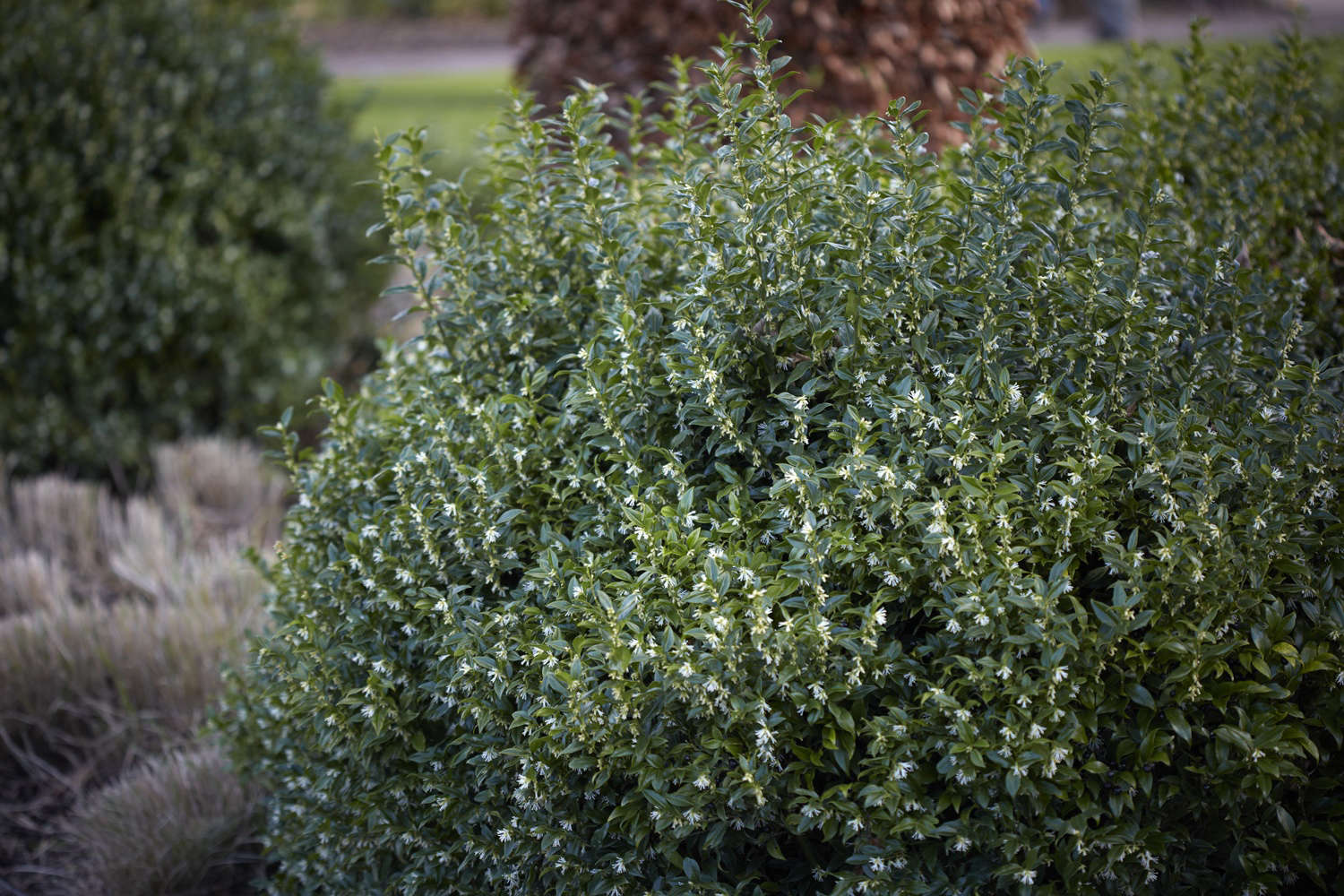 Gardening 101: Sweet Box - Gardenista