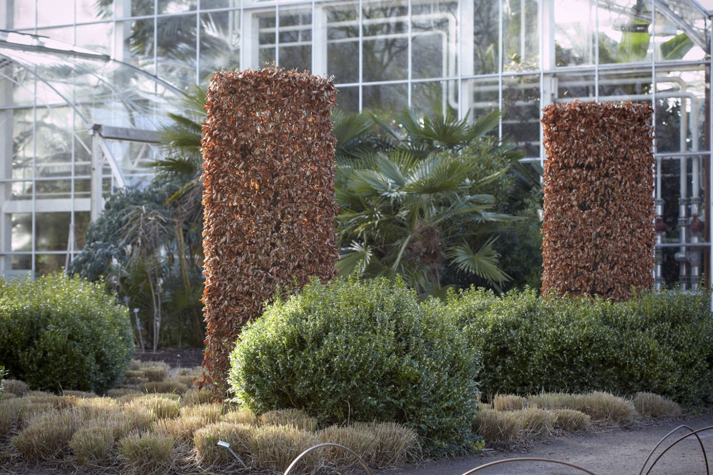 A master class in visual simplicity, in which mounds of sweet box play a prominent role in the Royal Horticultural Society