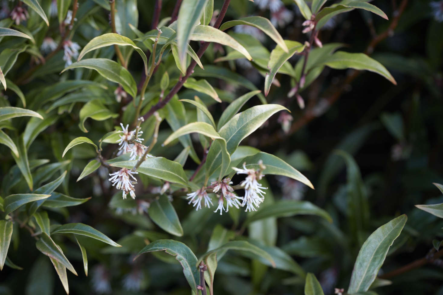Sarcococca hookeriana var. digyna 