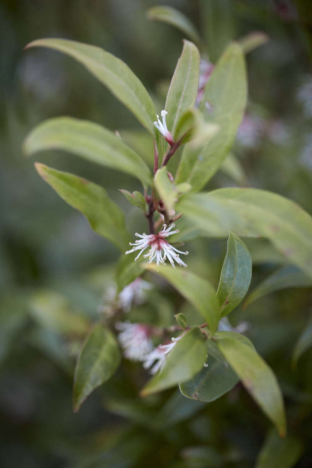 Sarcococca hookeriana var. digyna.