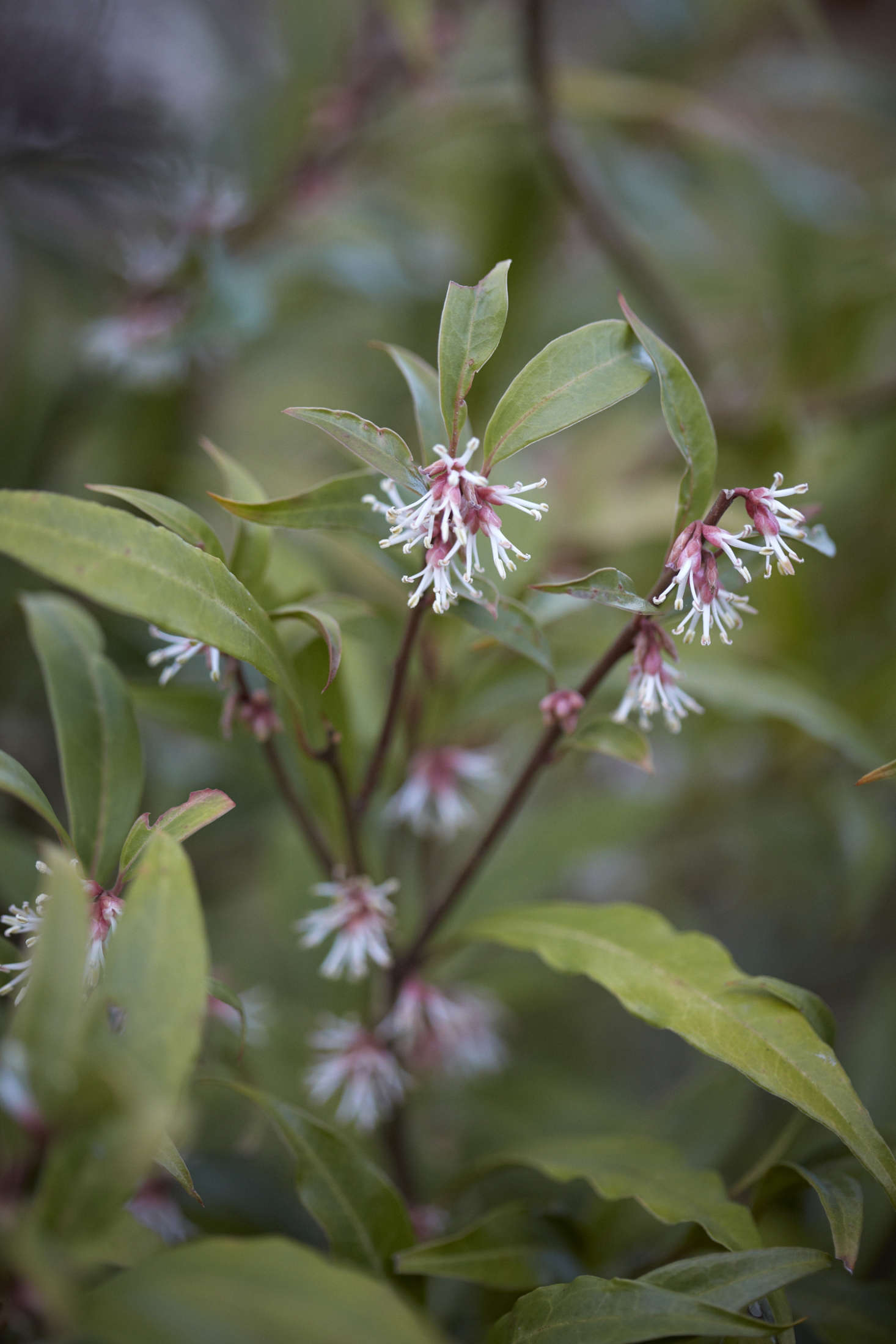 The foliage of Sarcococca hookeriana var. digyna is longer and more tapered and more matte than the species Sarcococca confusa.