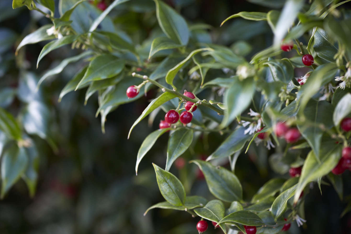 Red berries of Sarcococca ruscifolia var. chinensis.