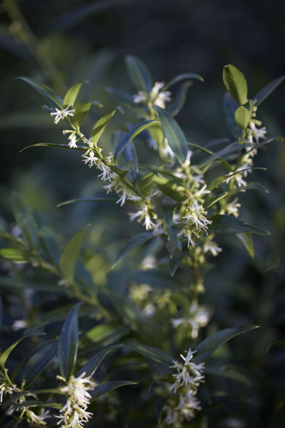 A more recent introduction, Sarcococca ruscifolia var. chinensis 