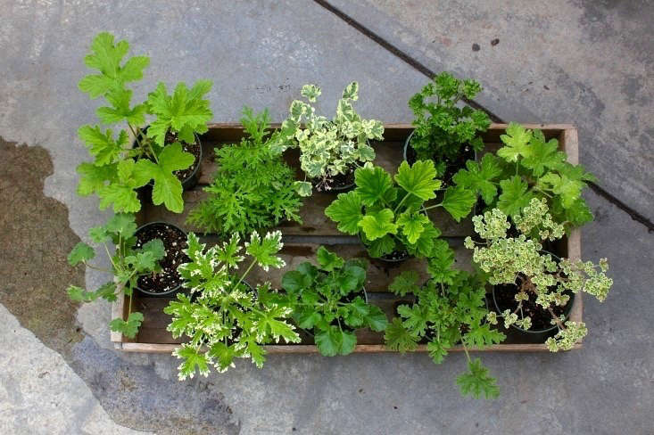 Varieties of scented geraniums include (clockwise from top L) citronella, skeleton rose, variegated nutmeg, lemon, finger bowl lemon, lemon balm, French lace, rose, lime, citrosa, and apple. Photograph by Justine Hand.