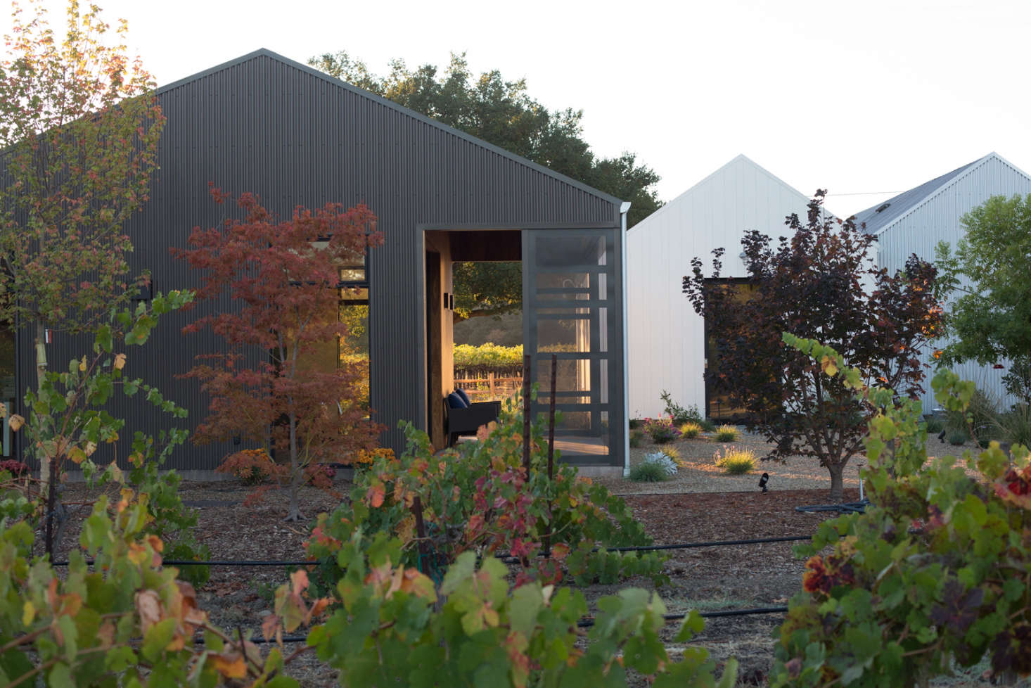 The plants in this garden are watered via a drip irrigation system to conserve water. Photograph by Mimi Giboin, from Garden Visit: At Home with Winemaker Rosemary Cakebread in St. Helena, CA.