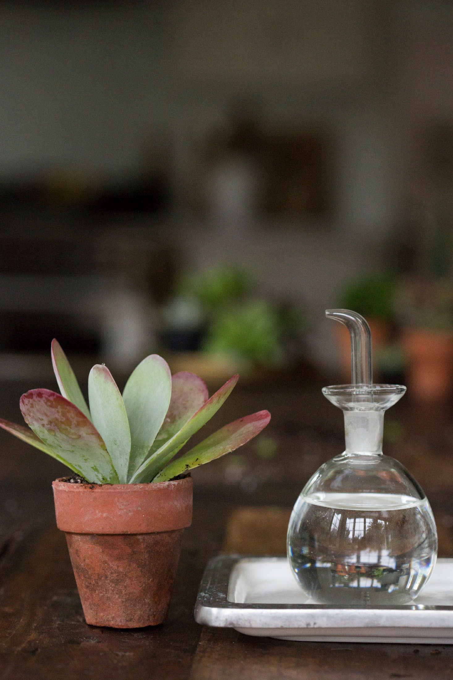 Following treatment, it’s a good idea to keep theaninfected succulent away from the others for a few days to prevent the spread of bugs.