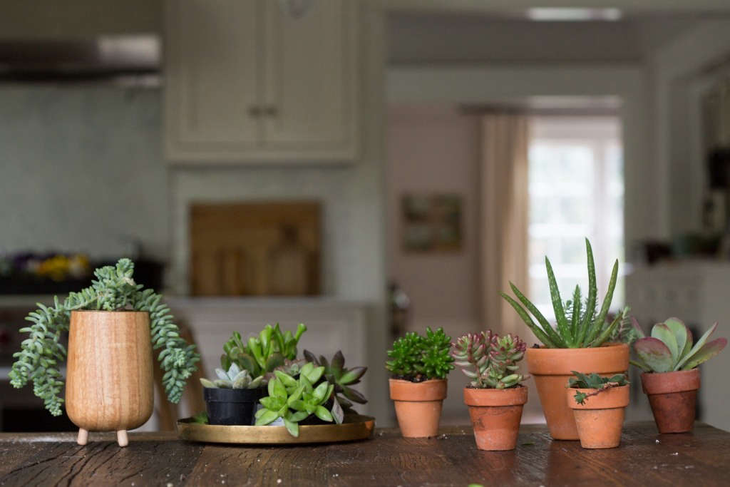 Succulents 8 Tips to Help Your Favorite Indoor Plants Survive Winter