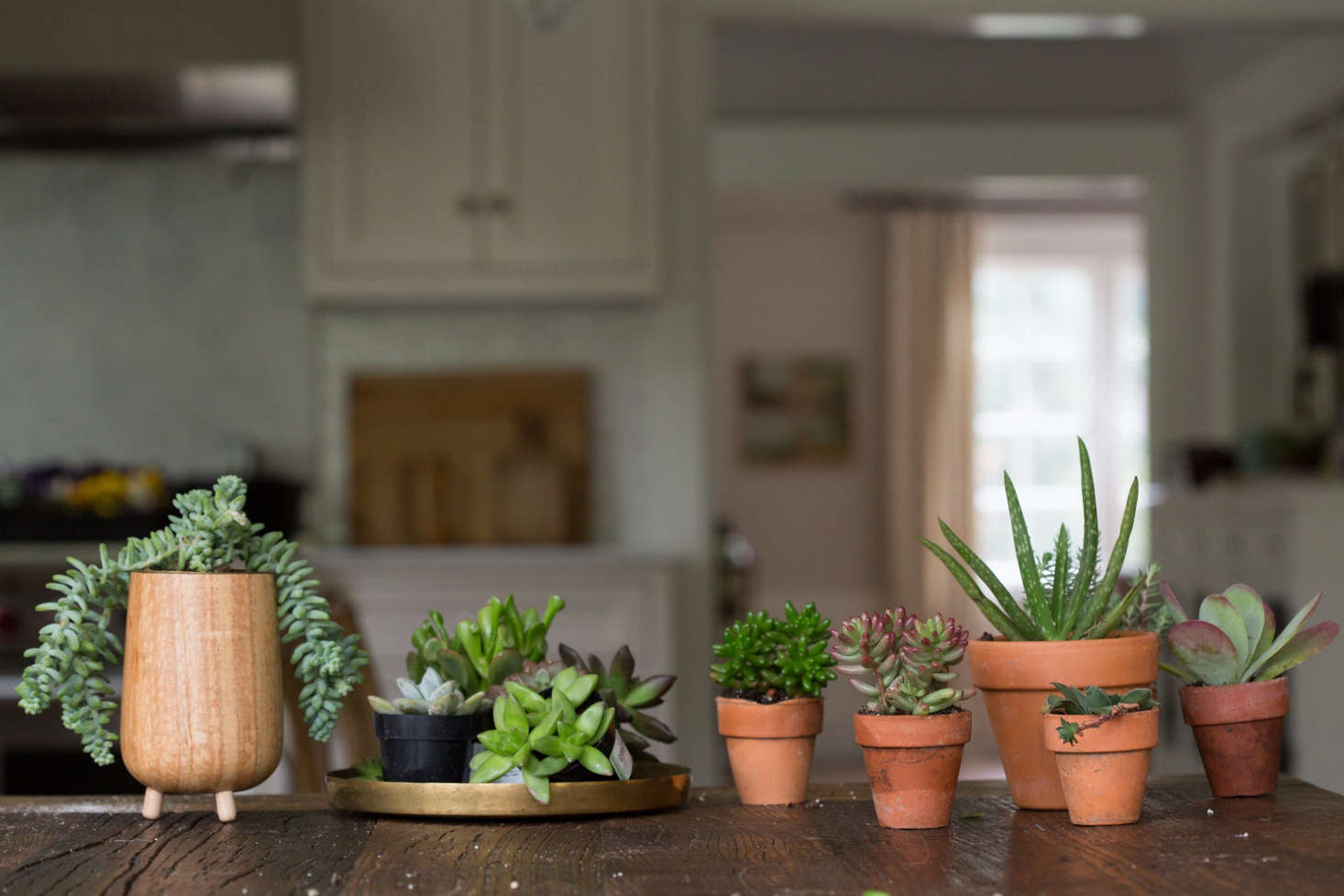 To avoid frying your succulents in the winter, keep them away from radiators and space heaters.