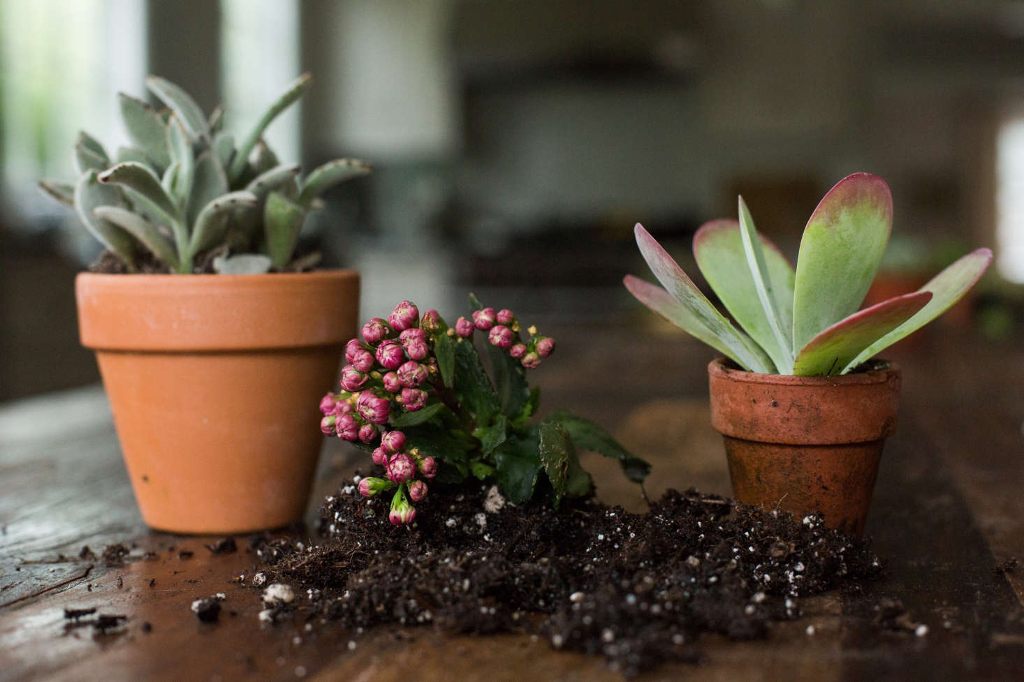A trio of kalanchoes live in terra cotta pots with drainage holes.