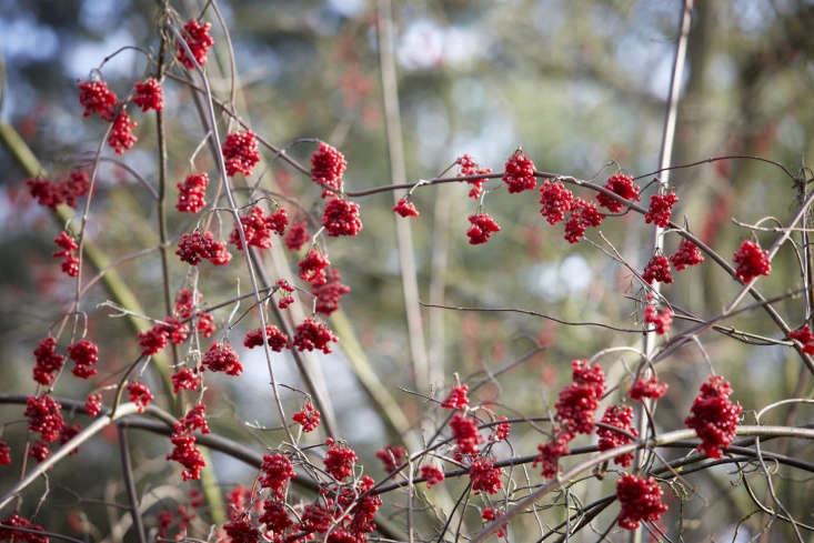 Viburnum betulifolium, the birch-leafed viburnum.