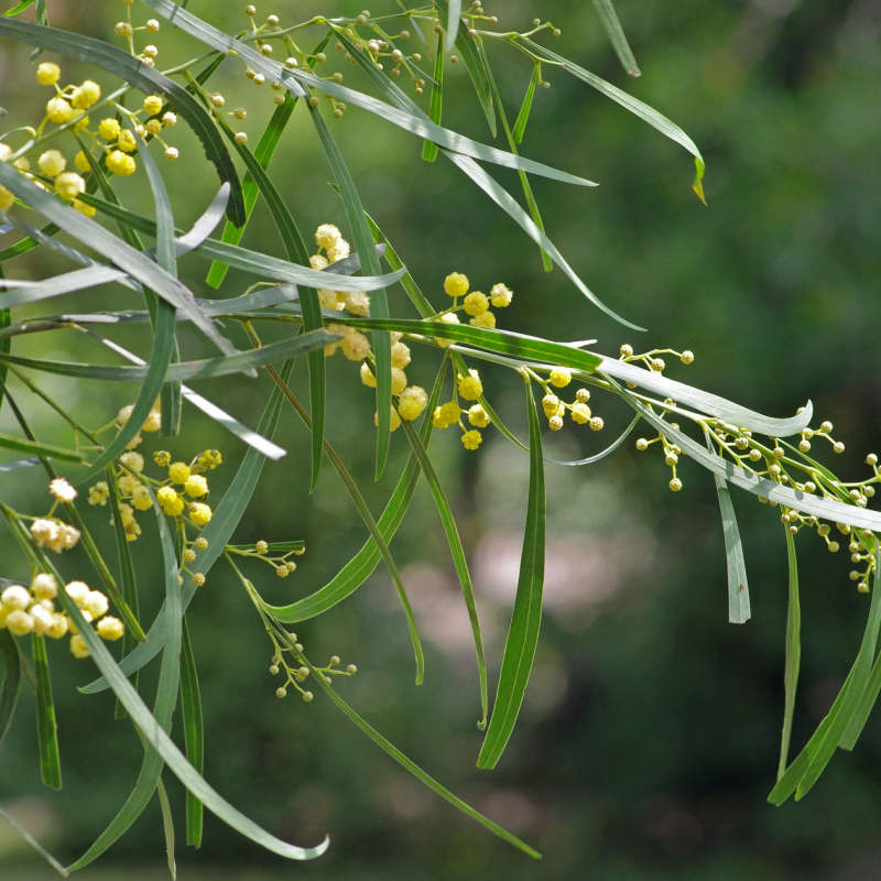 How to Successfully Grow Acacias A Field Guide to Planting, Care, and