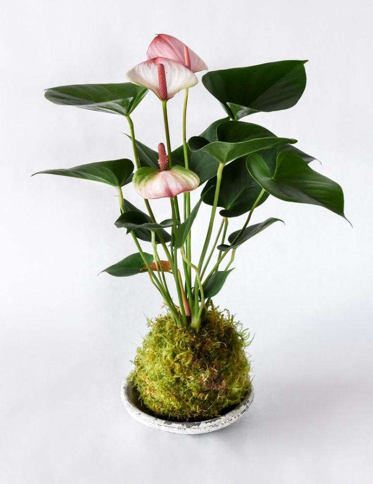 An Anthurium Kokedama is \10 to \1\2 inches tall and has a four-to-five-inch moss ball; \$48 from Pistils Nursery (dish sold separately).