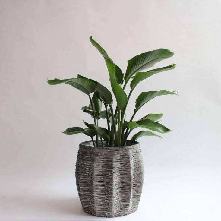 A Bird of Paradise houseplant is \$99.95 (pot not included) at Spruce.