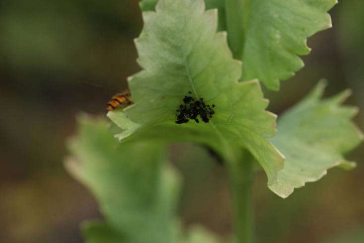 A small infestation of black flies on an opium poppy, with a predator, the hover fly, hovering nearby.