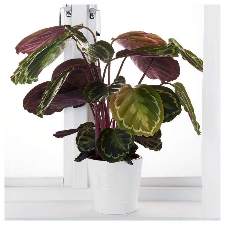 In its houseplants department, Ikea stocks calatheas seasonally. Check your store; currently a trio of Potted Assorted Calathea is €\14.99 in some European stores (but is not currently listed as available in US stores).