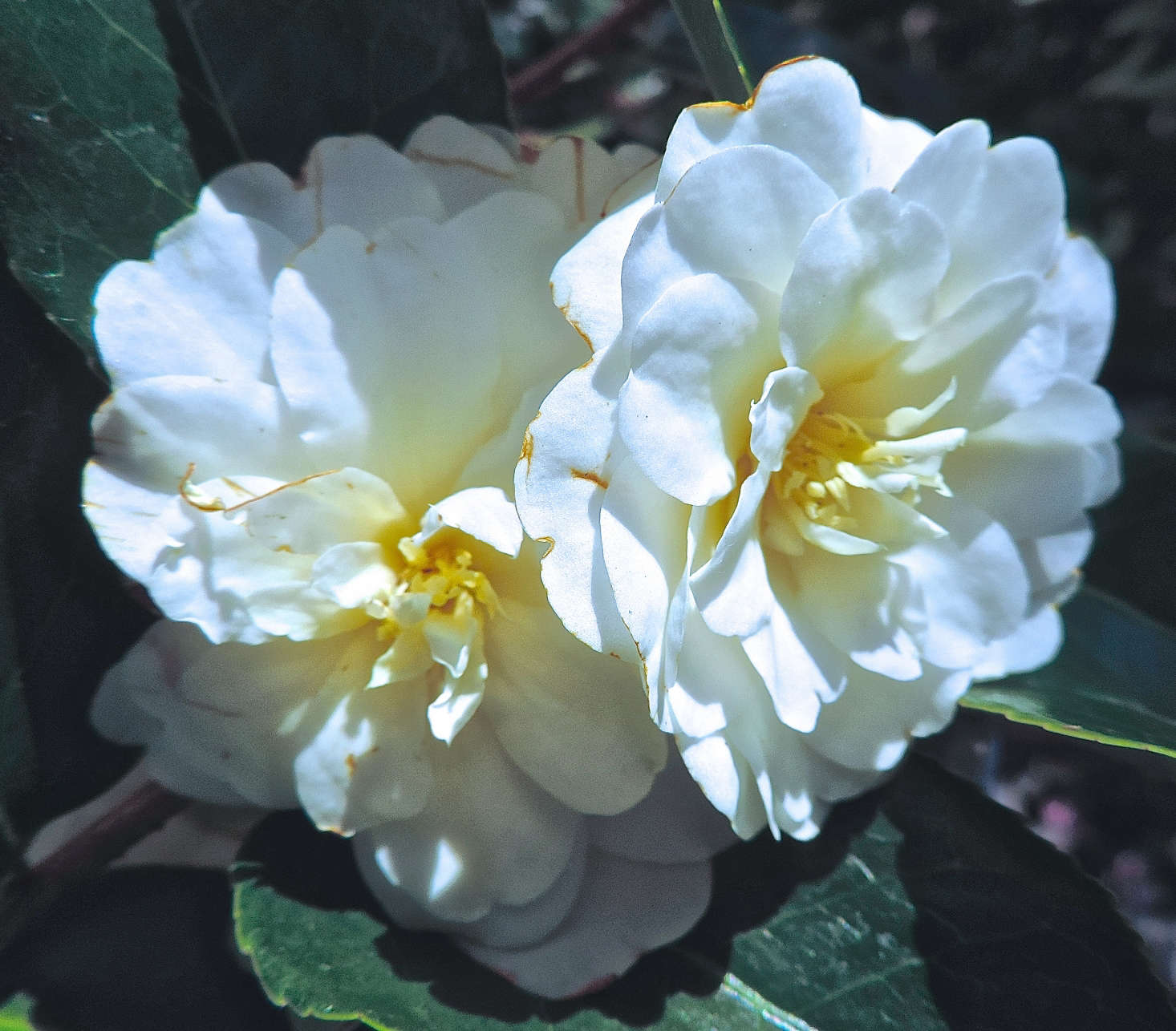 C. sasanqua 