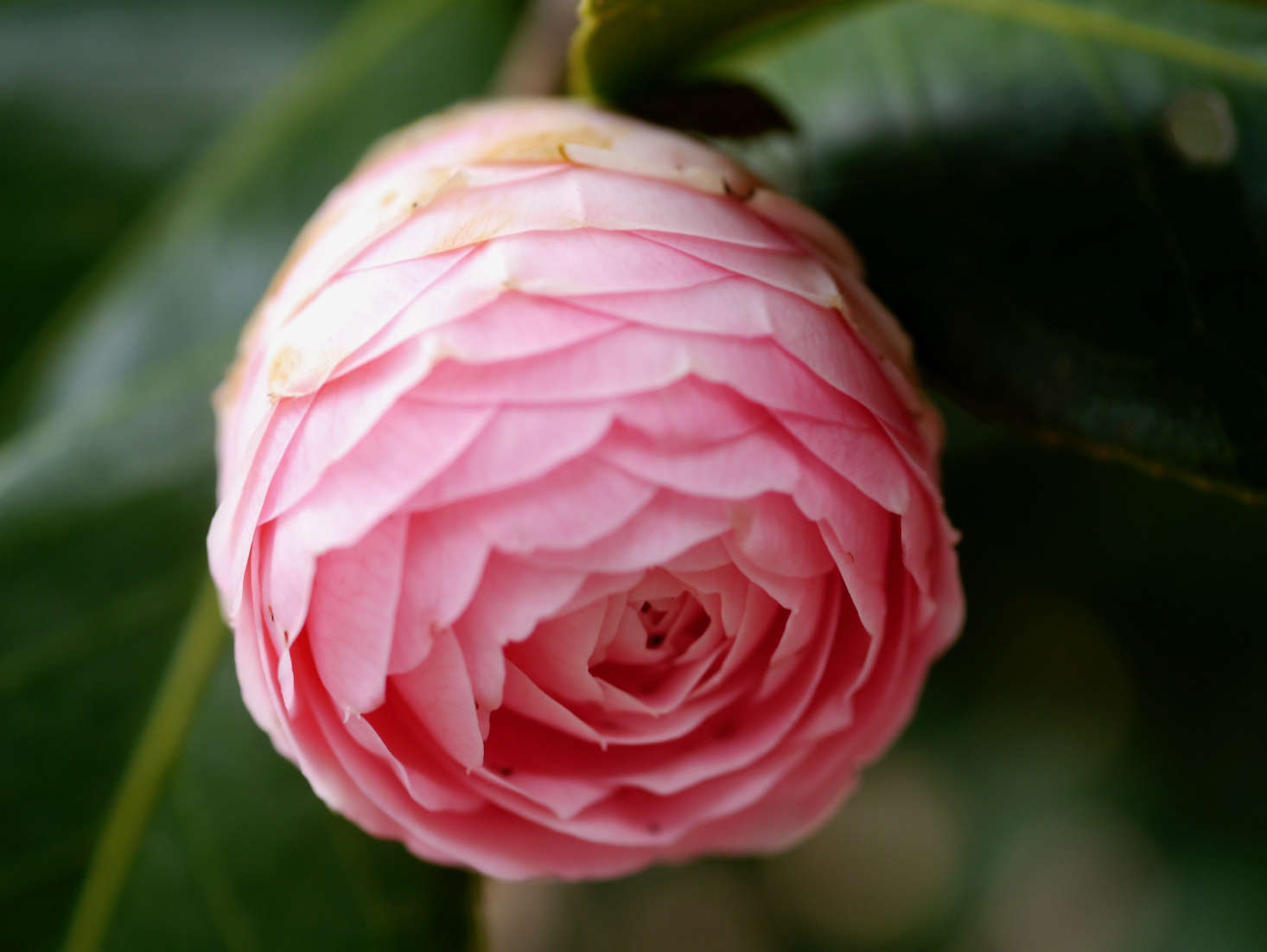 Starting to unfurl; Camellia japonica f. otome. Photograph by Ayako Fujieda via Flickr.