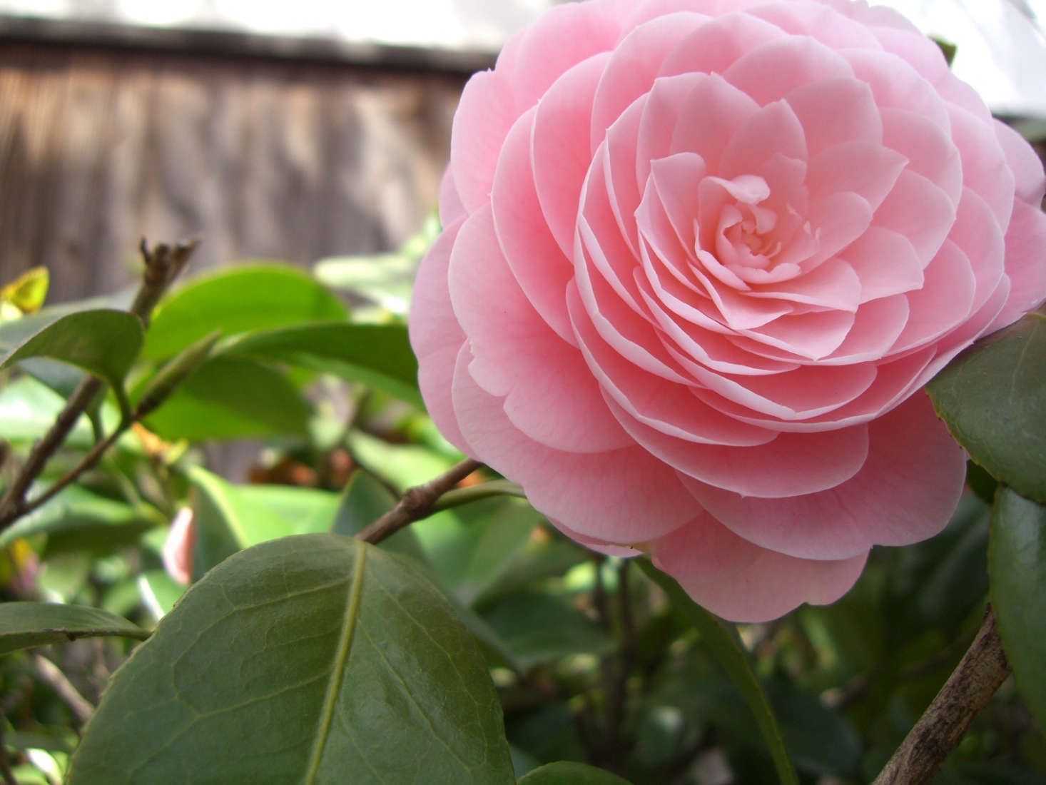 A Camellia japonica. Photograph by Akaitori via Flickr.