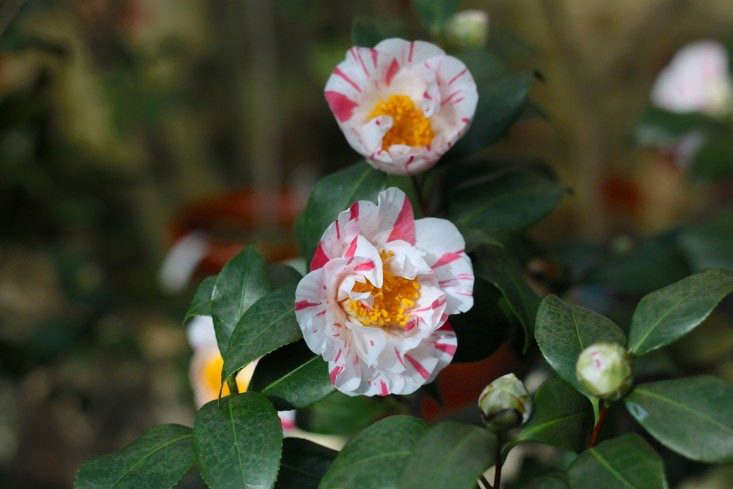 A variegated peppermint camellia. Photograph by Justine Hand. See more at The Cult of the Wild Camellia.