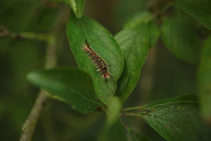 Caterpillar of the rusty tussock moth, on a plum tree.