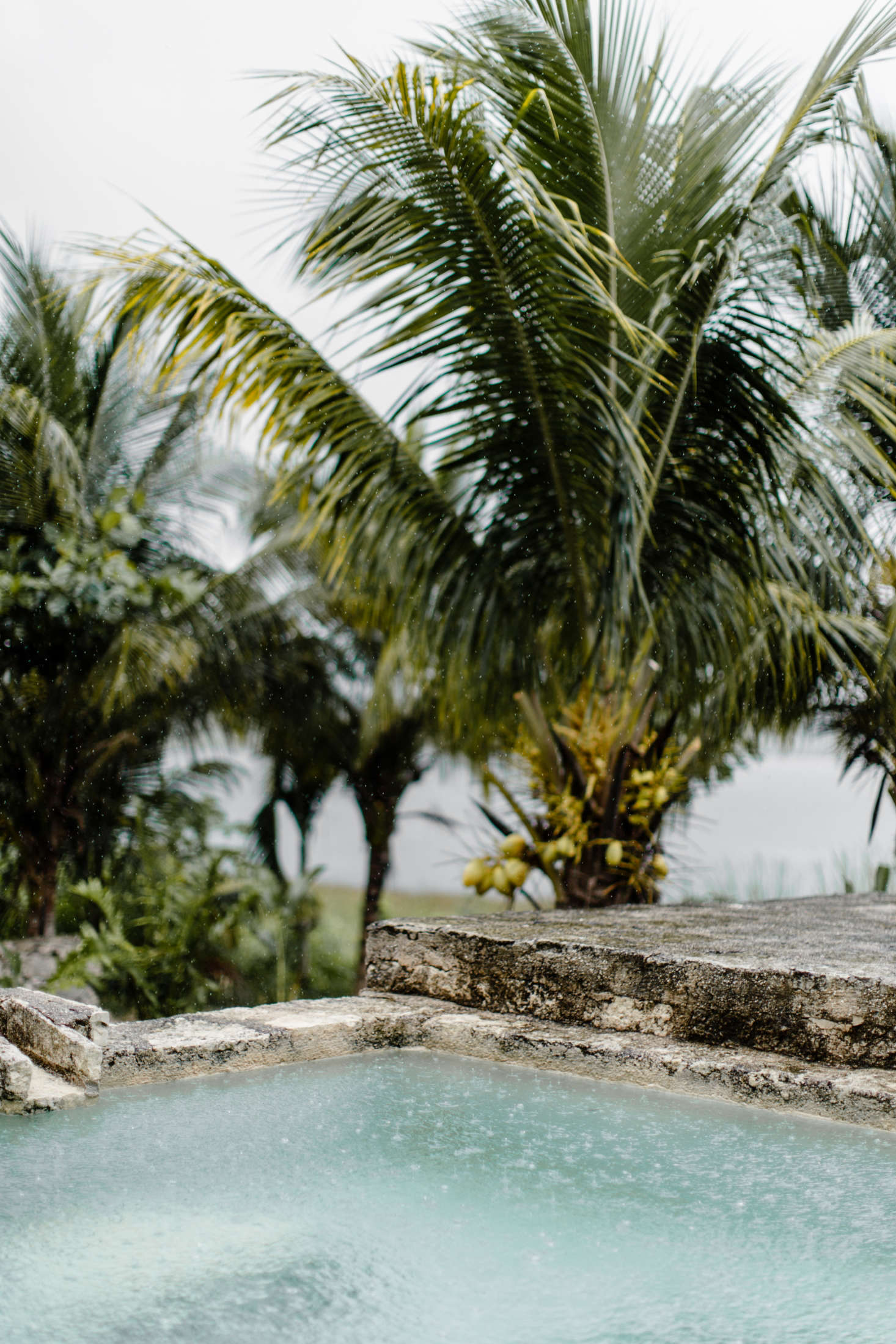 Stone coping surrounds a plunge pool, and a backdrop of palms acts as a screen.