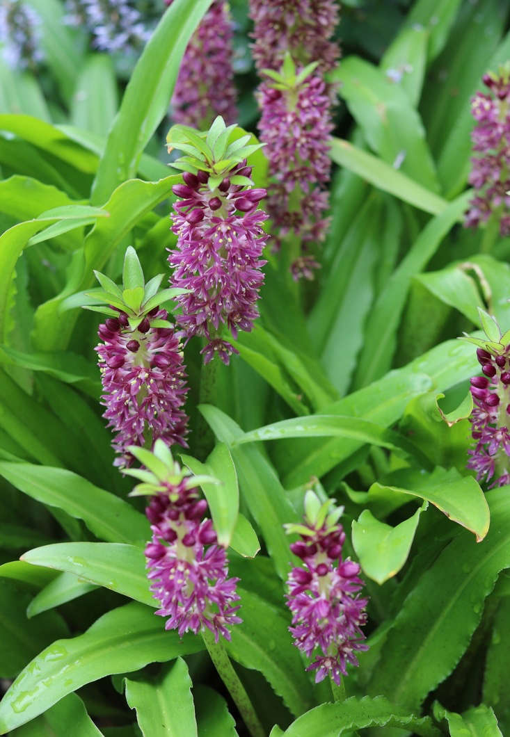 Three pineapple lily bulbs are \$9.75 from Brent & Becky&#8\2\17;s.