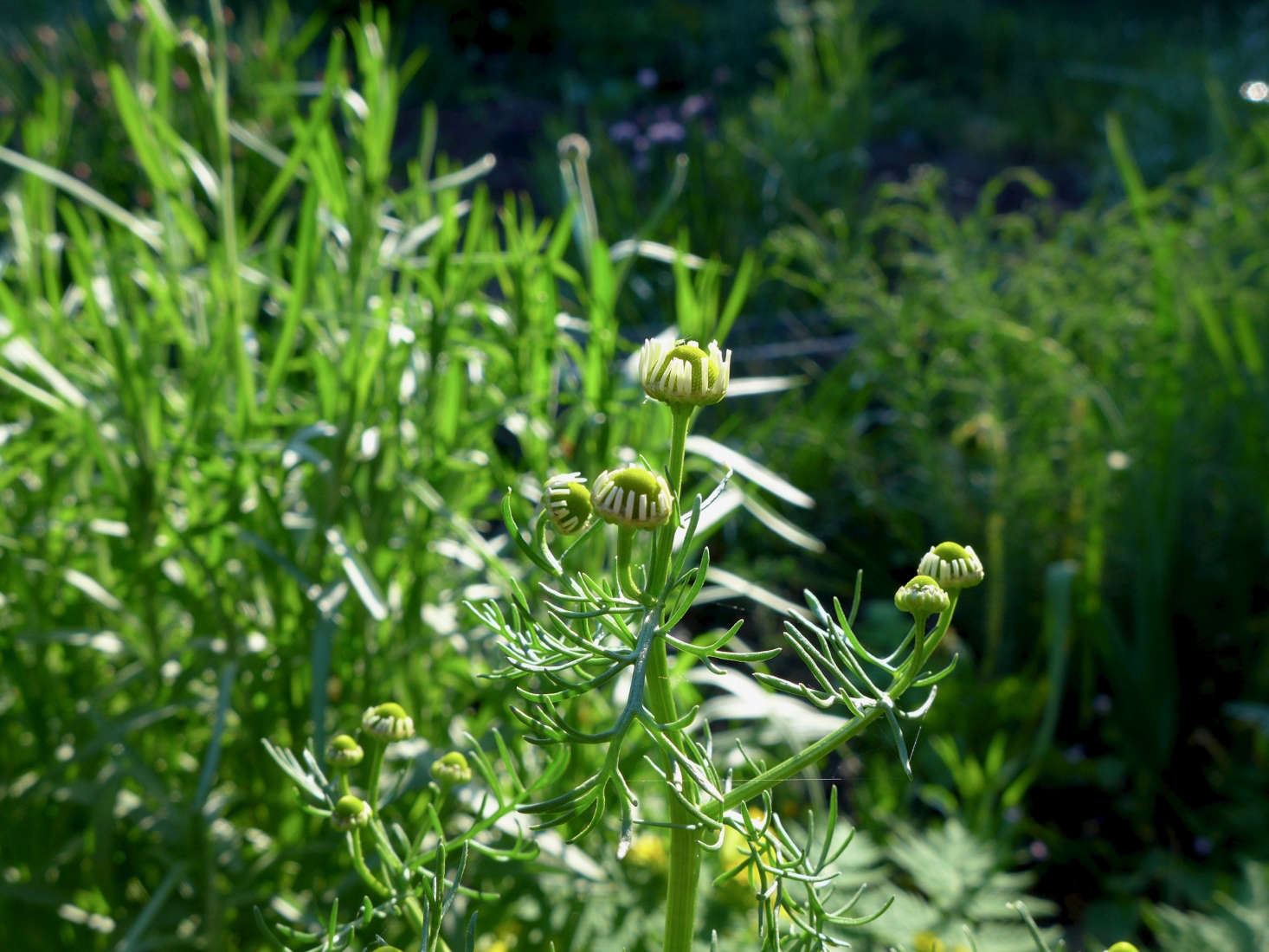 German chamomile by Chipmunk data-src=