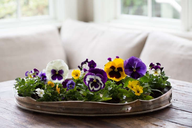 Photograph by Mimi Giboin for Gardenista, from Giant Pansies: Rethinking a \1960s Bedding Plant.