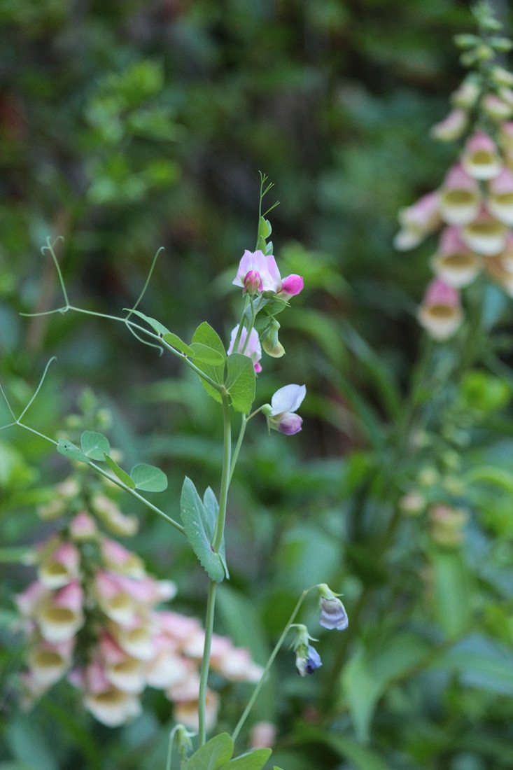 A packet of dwarf gray sugar peas is \$\2.\25 from Baker Creek.