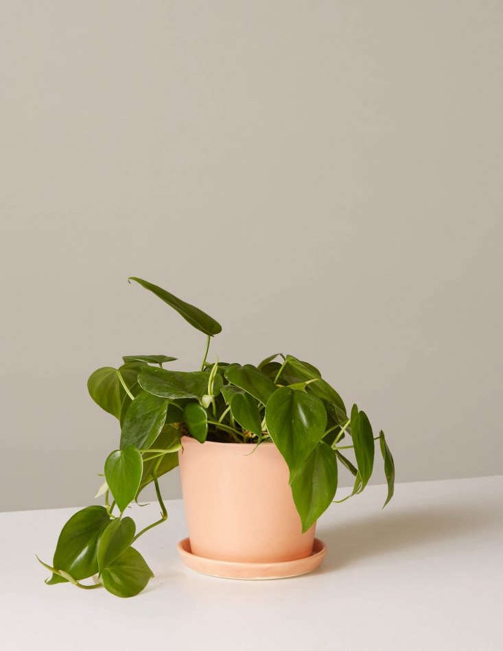 A philodendron with heart-shaped leaves in a 4 \1/\2-inch-tall American-made ceramic pot is \$46 from The Sill. For Valentine&#8\2\17;s Day delivery, order by February \1\2 and choose express shipping. For UK shoppers, a Philodendron scandens in a \19-centimeter pot is £\24.99 from Crocus.