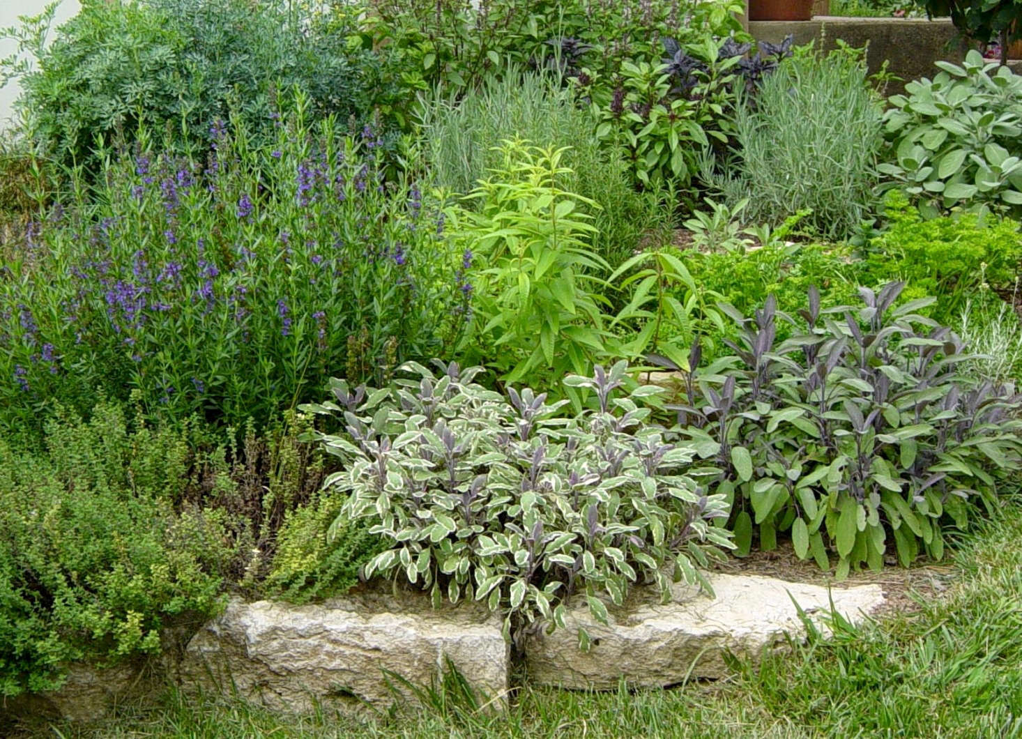 Hyssop (left) and other herbs including sage and lavender are available from Geo Growers in Austin, Texas. For more information and prices, see Geo Growers.