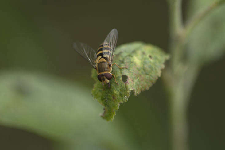 Marmalade fly, a common form of hoverfly.